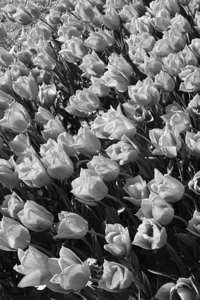 Black White Tulips Flowers Photograph Monochrome Flowers — Stock Photo, Image