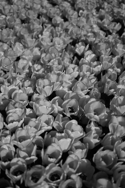 Czarno Białe Tulipany Kwiaty Fotografia Kwiaty Jednobarwne — Zdjęcie stockowe