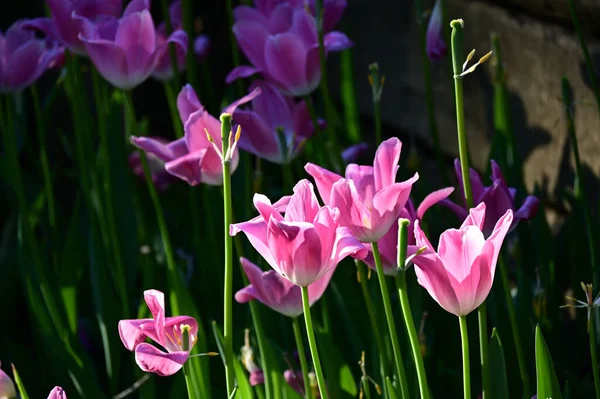 Close-up of pink tulips in a field of pink tulips. Turkey tulip festival.Tulips in IstanbulIn April, Istanbul hosts its annual Tulip Festival. The Turkish tulips bloom towards the end of March or the beginning of April, depending on the weather.