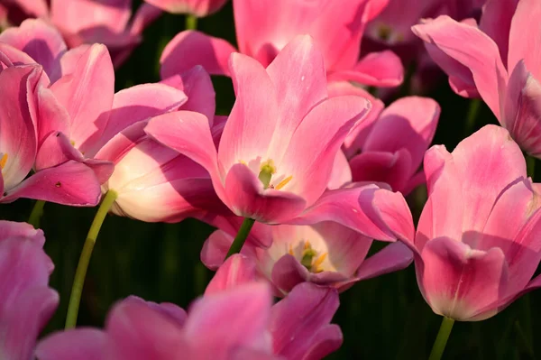 Close-up of pink tulips in a field of pink tulips. Turkey tulip festival.Tulips in IstanbulIn April, Istanbul hosts its annual Tulip Festival. The Turkish tulips bloom towards the end of March or the beginning of April, depending on the weather.