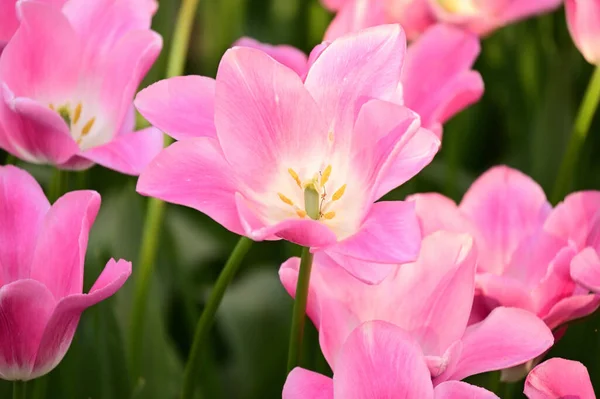 Close Pink Tulips Field Pink Tulips Turkey Tulip Festival Tulips Royalty Free Stock Images