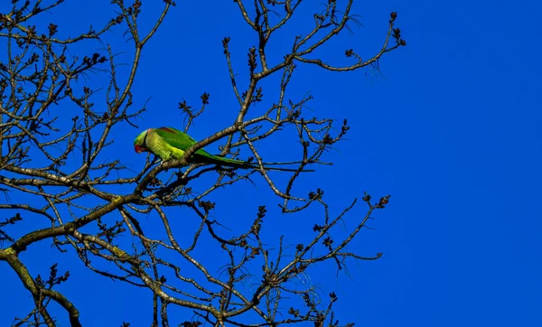 Папуга Рожевими Кільцями Також Відомий Parakeet Кільцями Середньорозмірним Папугою Роду — стокове фото