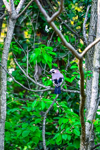 Steller Mavi Jay Bir Ağacın Yapraklarında Oturuyor — Stok fotoğraf