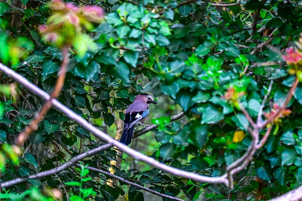 Steller Blue Jay Sitting Branch Leaves Tree Big Bear California — Stock fotografie