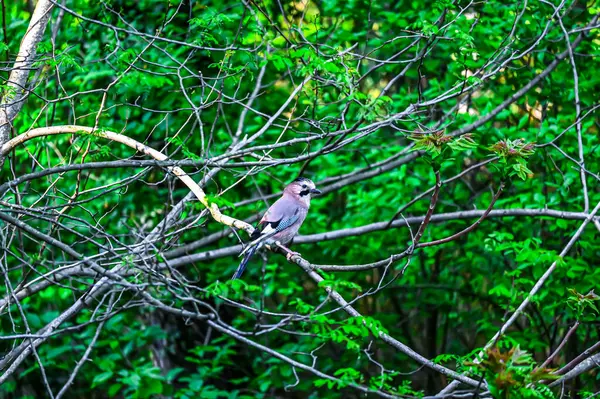 Steller Blue Jay Sitzt Auf Einem Ast Den Blättern Eines — Stockfoto