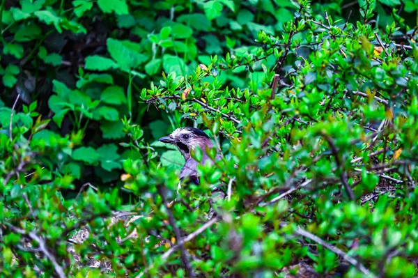 Steller Mavi Jay Bir Ağacın Yapraklarında Oturuyor — Stok fotoğraf