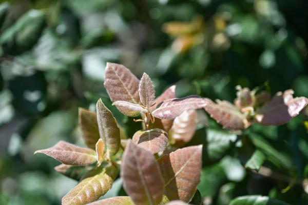 大丽花是原产于墨西哥和中美洲的一种多年生多年生植物 菊科植物是菊科植物中的一员 菊科植物的花园亲戚包括 — 图库照片