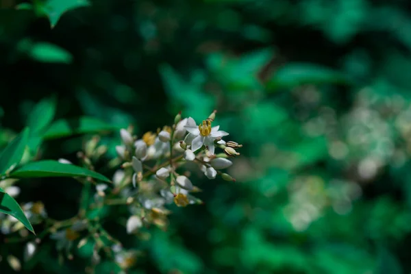 Heavenly Bamboo Gulf Stream Flowers Nandina Domestica Commonly Known Nandina — Foto de Stock