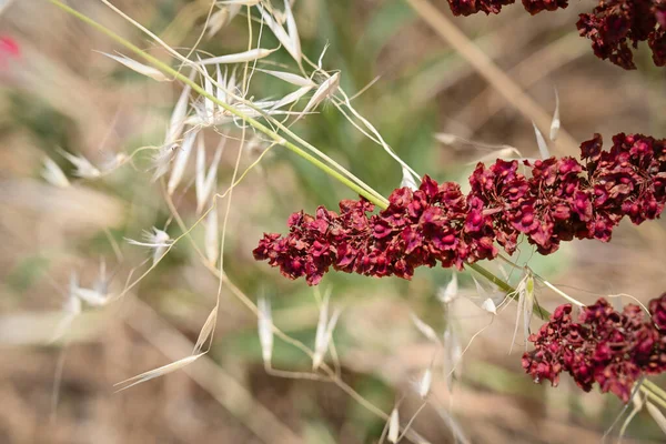 Macro Cierre Semillas Maduras Tallo Flores Muelle Rizado Rumex Crispus — Foto de Stock