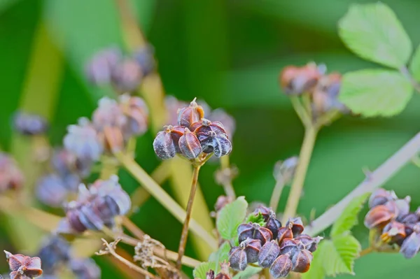 Zblízka Včely Květině — Stock fotografie