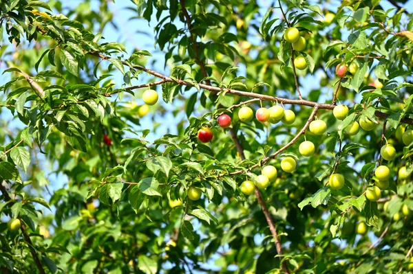 Ciliegia Matura Verde Albero — Foto Stock