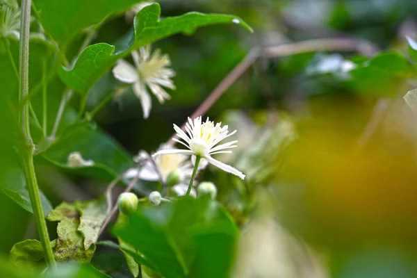 Hermosas Flores Jardín —  Fotos de Stock