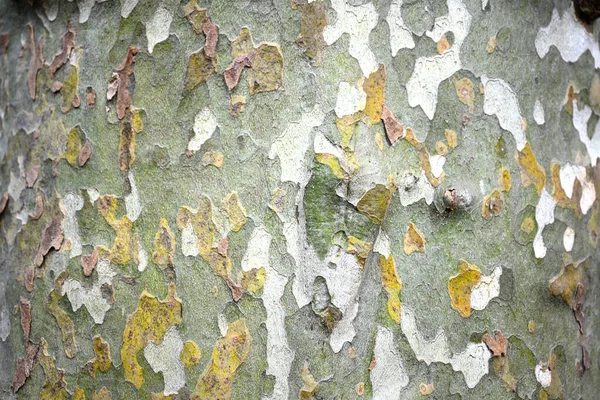 Zbliżenie Kory Drzewa — Zdjęcie stockowe