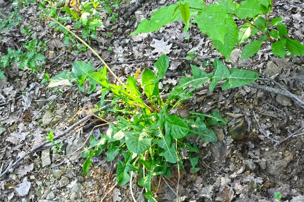 Grüne Blätter Garten — Stockfoto