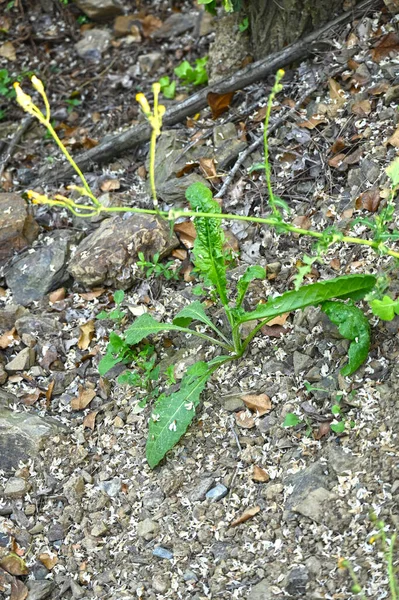 Una Pequeña Rana Bosque —  Fotos de Stock