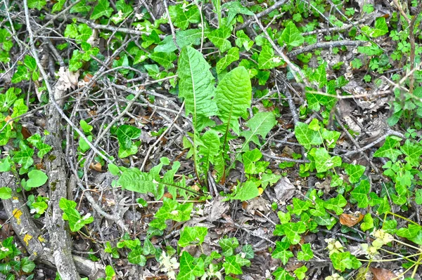 Feuilles Vertes Dans Forêt — Photo