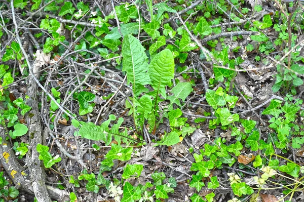 Hojas Verdes Bosque —  Fotos de Stock