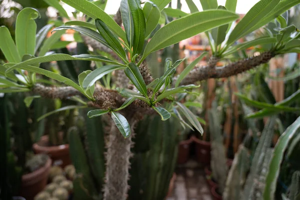 Green Plants Garden — Stock Photo, Image