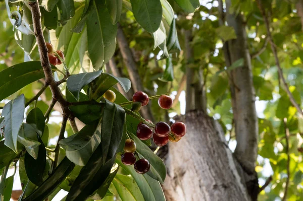 Зеленые Оливки Дереве — стоковое фото