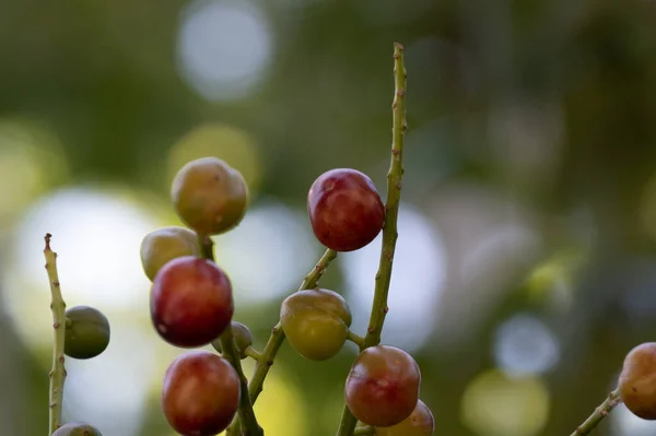 Close Red Ripe Cherry Berries Branch — Stock fotografie