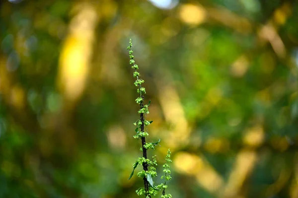 Feuilles Vertes Dans Jardin — Photo