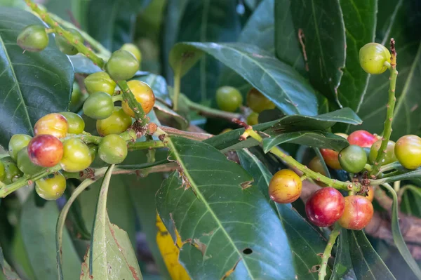 Fresh Green Fruits Growing Branch — Stock fotografie