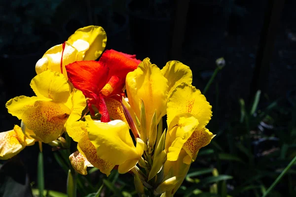 Κοντινό Πλάνο Του Κίτρινου Λουλουδιού Στον Κήπο — Φωτογραφία Αρχείου