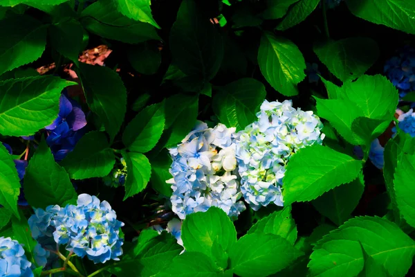 Flores Blancas Hortensia Jardín Soleado Día Primavera —  Fotos de Stock