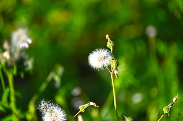 Dandelions Grass Spring Forest Stock Image