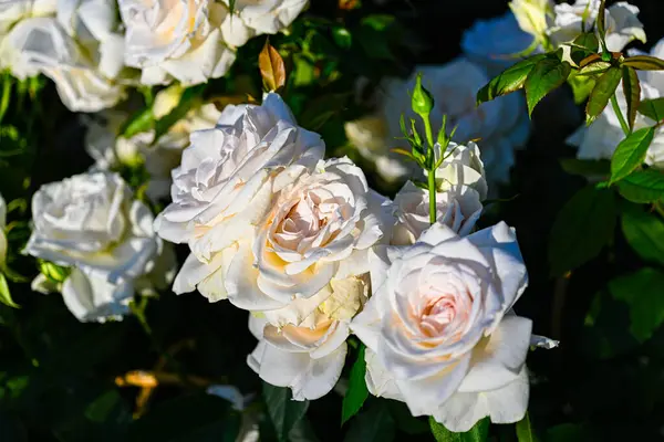 Belles Fleurs Dans Jardin — Photo