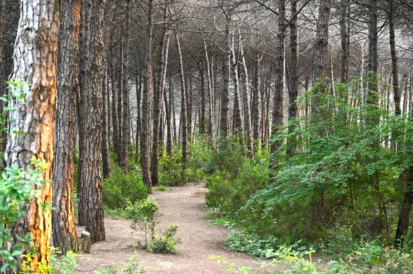 Caminho Floresta Floresta — Fotografia de Stock