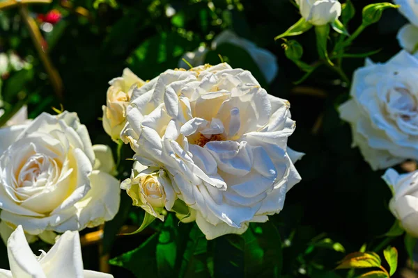 Belas Rosas Brancas Jardim — Fotografia de Stock