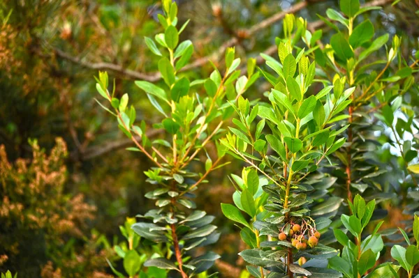 Green Leaves Tree Forest — Stock Photo, Image