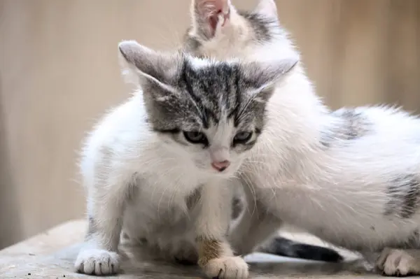 Sokaktaki Sevimli Kedi — Stok fotoğraf