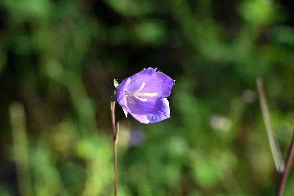 Osteospermum Ecklonis Super Grono Rzędów Afrykańskich Stokrotek Wszystkich Odcieni Kolorów — Zdjęcie stockowe