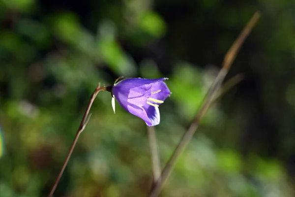 Bellissimo Fiore Viola Giardino — Foto Stock