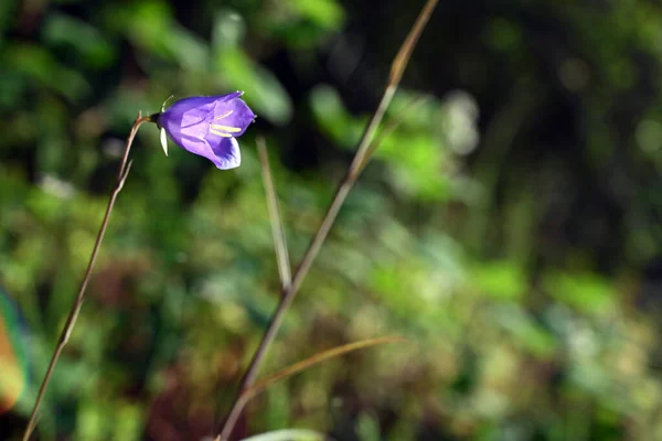 Mooie Bloemen Tuin — Stockfoto