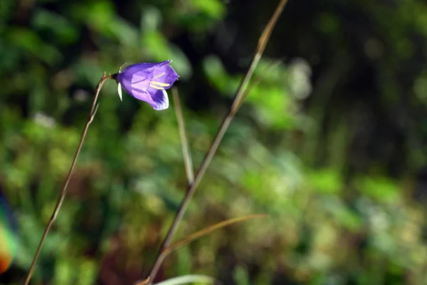 Hermosa Flor Púrpura Jardín —  Fotos de Stock