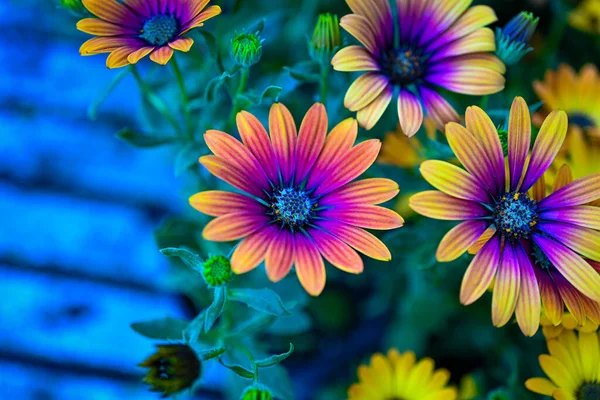 Osteospermum Ecklonis Super Cluster Rows African Daisies All Hues Colors — Stockfoto