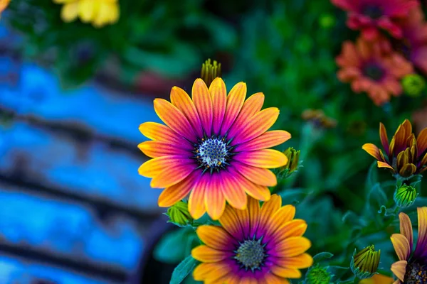Osteospermum Ecklonis Super Cluster Rows African Daisies All Hues Colors — Stock Photo, Image