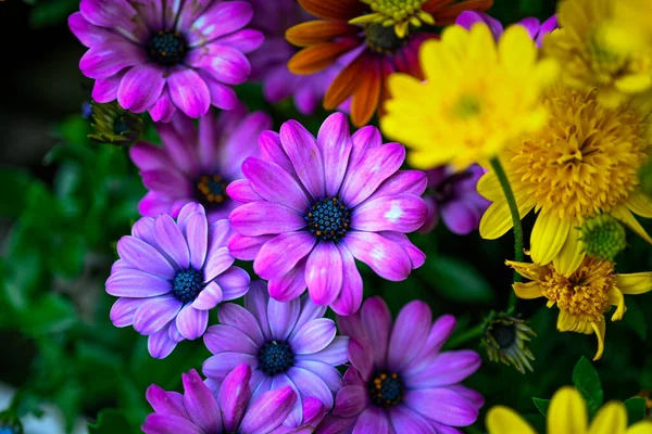 Osteospermum Ecklonis Super Anhäufung Von Reihen Afrikanischer Gänseblümchen Allen Farbtönen — Stockfoto