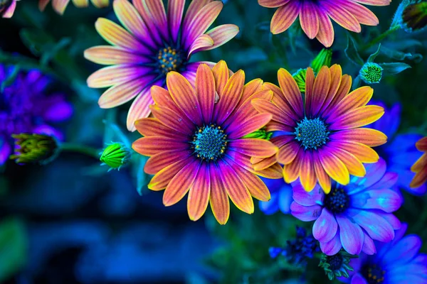 Osteospermum Ecklonis Super Cluster Rows African Daisies All Hues Colors — Photo