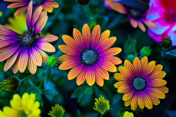 Osteospermum Ecklonis Super Cluster Rows African Daisies All Hues Colors — Stock Photo, Image