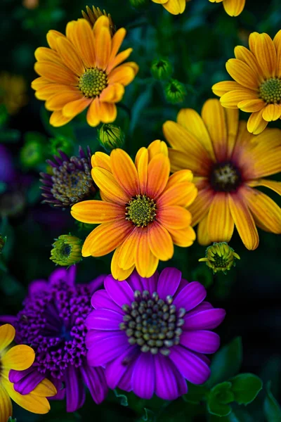 Osteospermum Ecklonis Super Cluster Rows African Daisies All Hues Colors — ストック写真