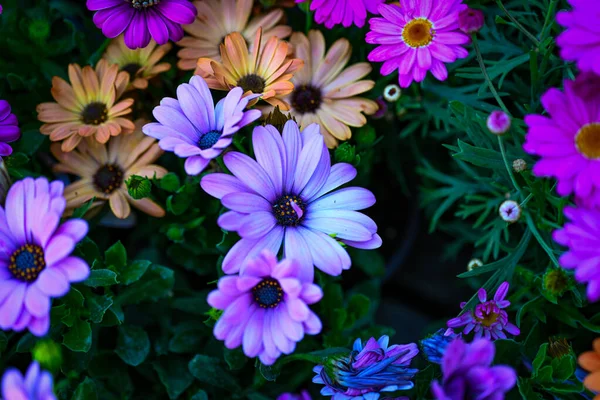 Osteospermum Ecklonis Super Anhäufung Von Reihen Afrikanischer Gänseblümchen Allen Farbtönen — Stockfoto