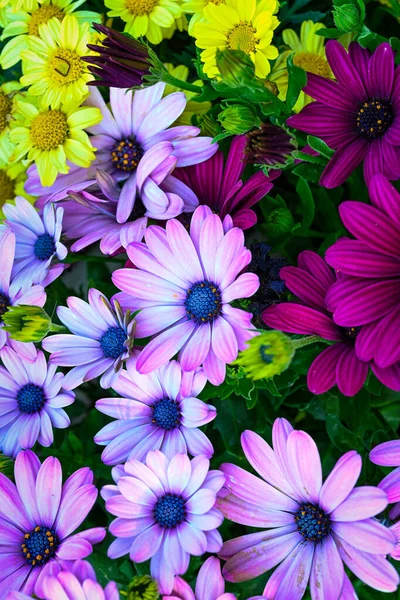 Osteospermum Ecklonis Super Cluster Rows African Daisies All Hues Colors — Stock Photo, Image