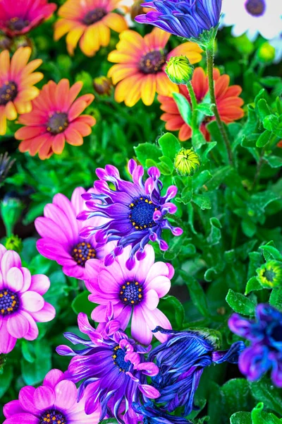 Osteospermum Ecklonis Super Cluster Rows African Daisies All Hues Colors — 图库照片