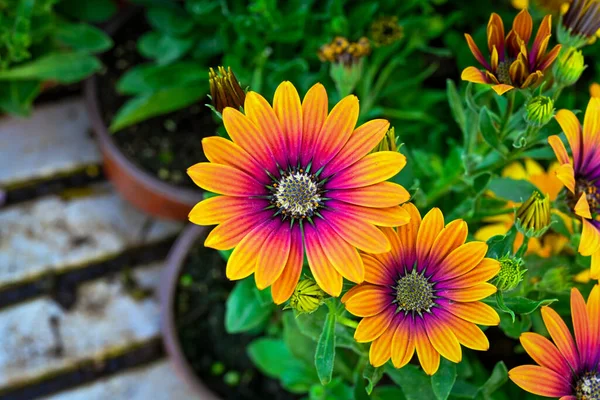 Osteospermum Ecklonis Super Cluster Rows African Daisies All Hues Colors Royaltyfria Stockfoton