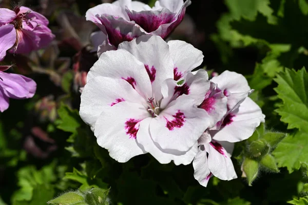 Pelargonium Citronella Often Sold Pelargonium Citrosum Cultivar Deeply Divided Leaves — Foto Stock