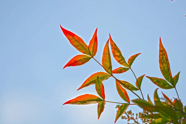 Herbst Blätter Herbst Jahreszeit Flora — Stockfoto